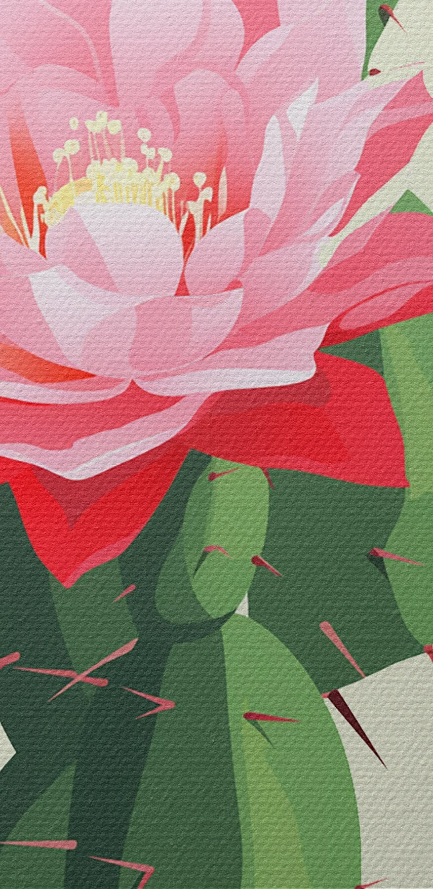 Cactus met roze bloemen