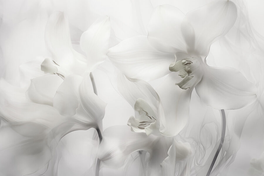 Delicate witte orchideeën in zacht licht