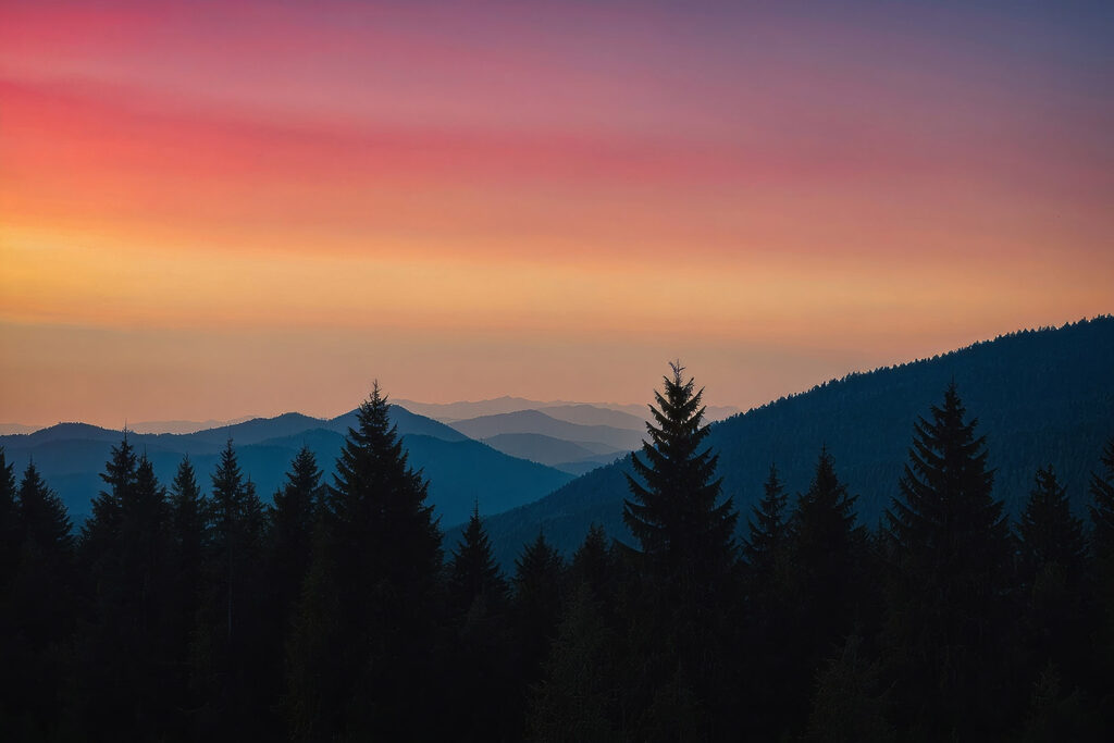 Group of trees in a forest