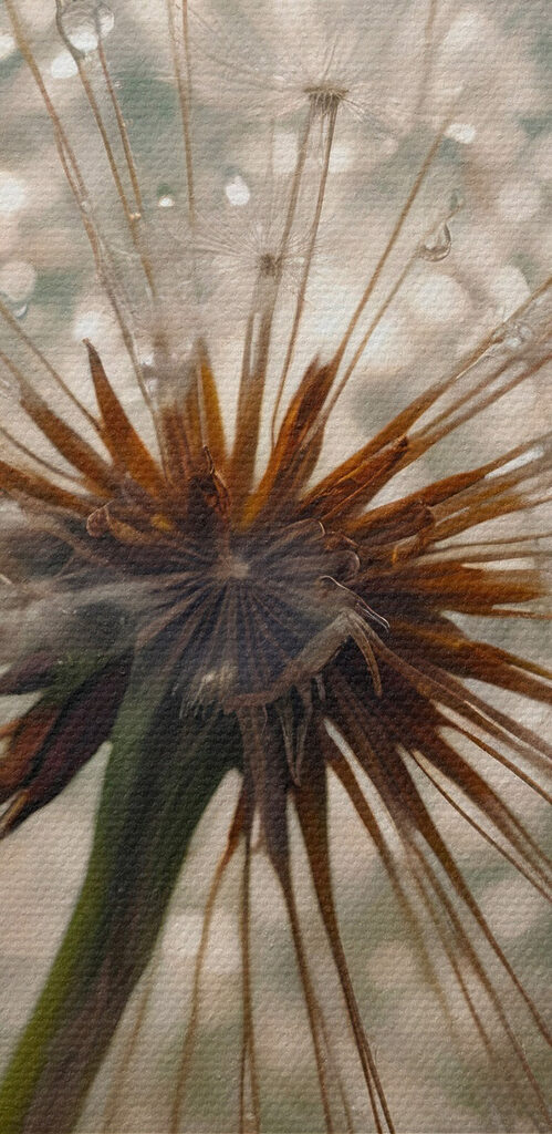 Delicate nature at its finest