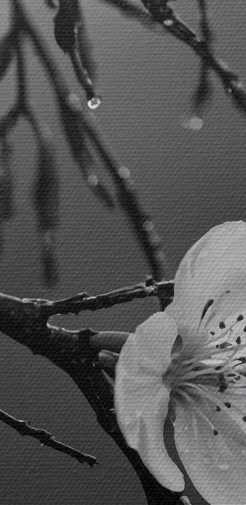 Delicate blooms beneath gentle rain