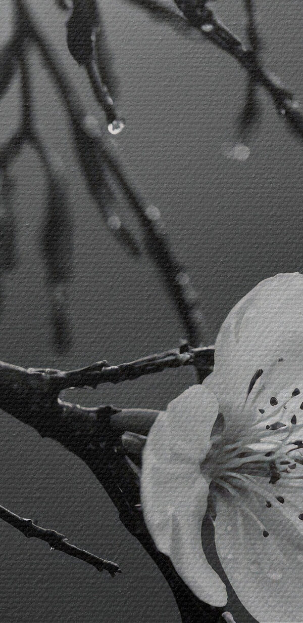 Delicate bloemen onder zachte regen. Delicate bloemen onder zachte regen.