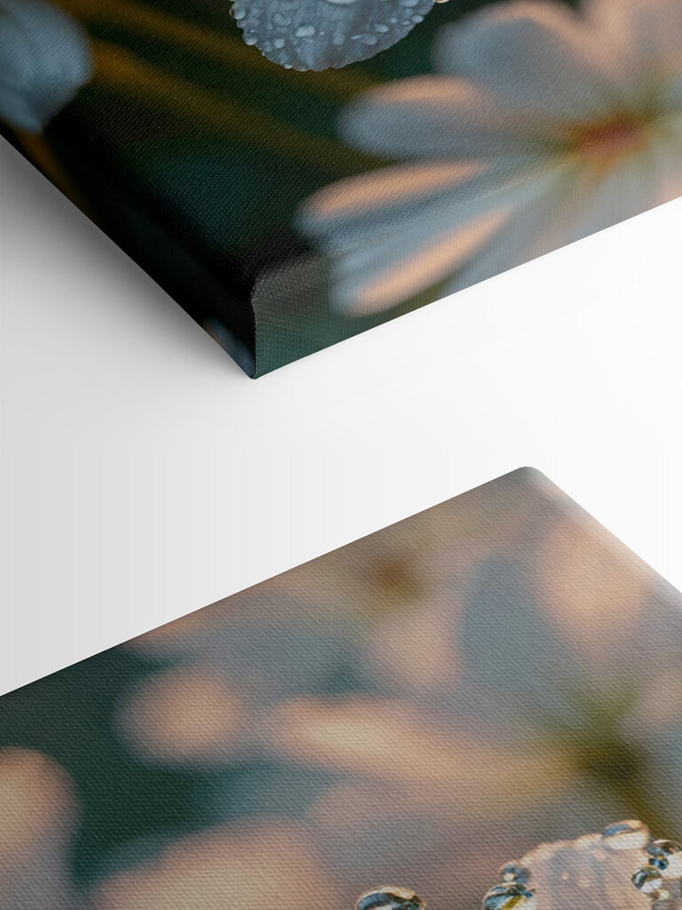 Delicate petals adorned with droplets