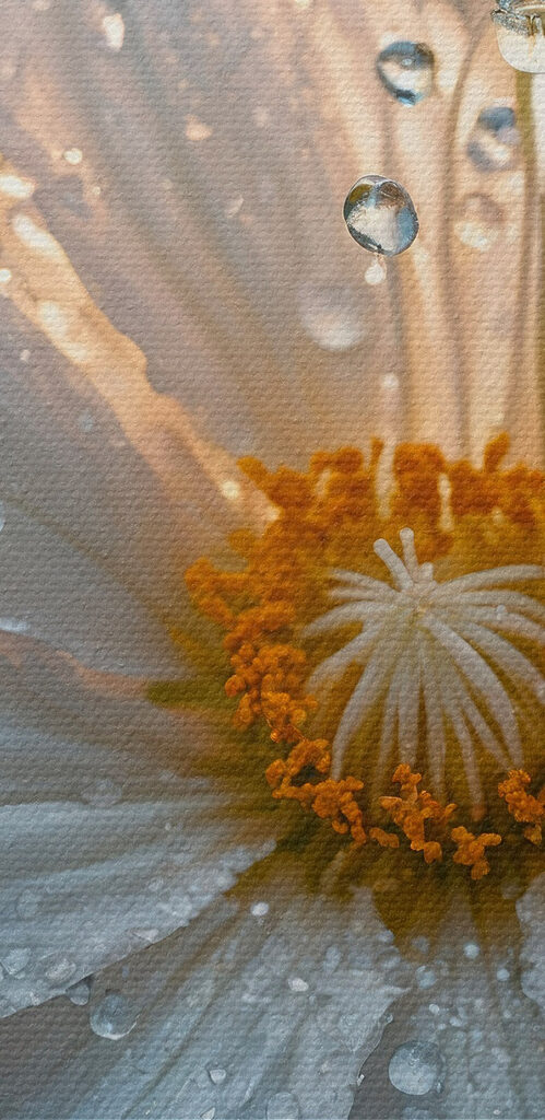 Delicate petals adorned with droplets