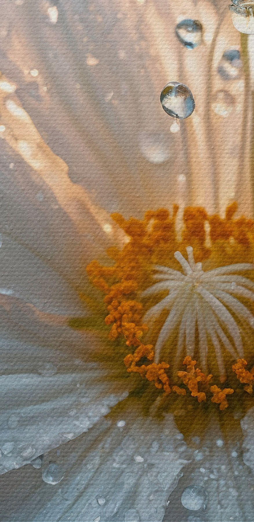 Delicate bloemblaadjes versierd met druppels