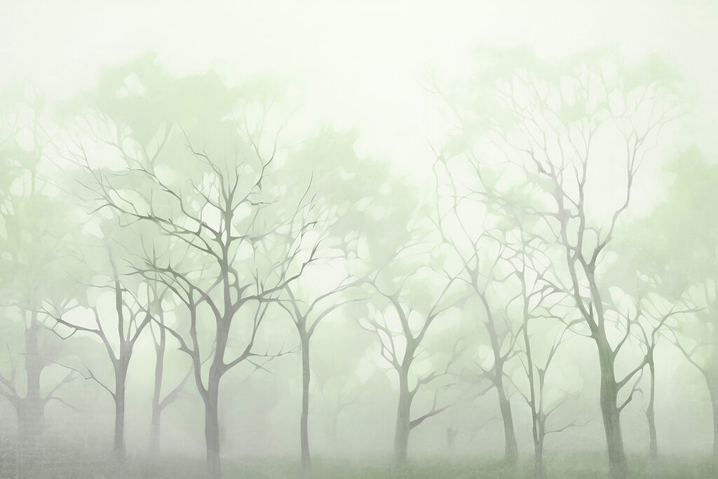 Groep bomen in mist Groep bomen in mist