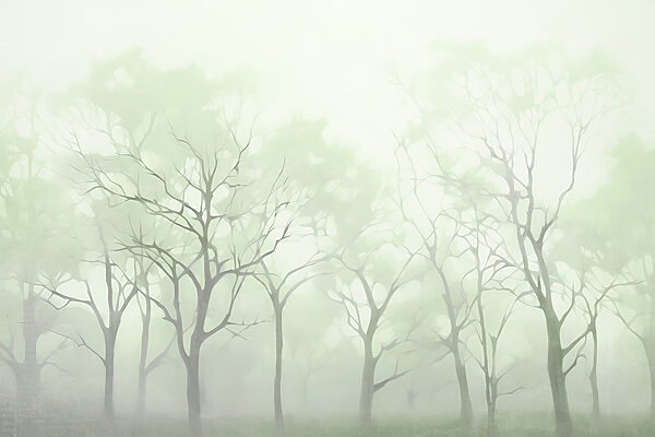 Groep bomen in mist Groep bomen in mist