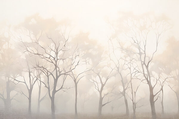 Groep bomen in mist Groep bomen in mist
