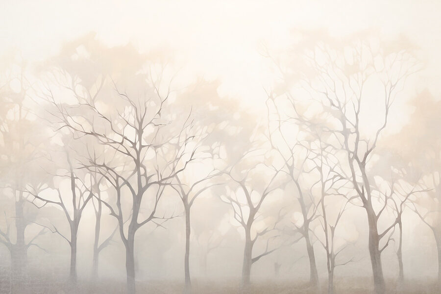 Groep bomen in mist