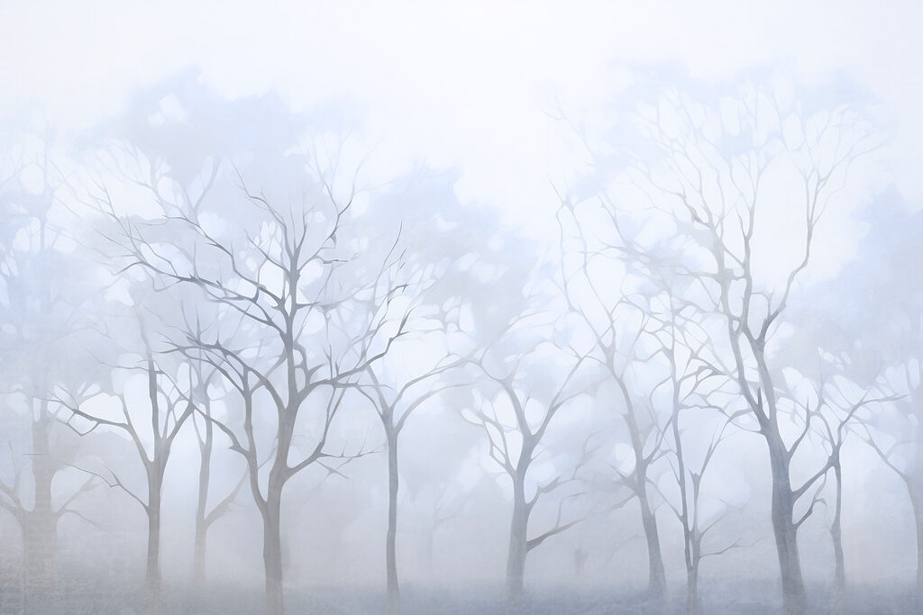 Groep bomen in mist Groep bomen in mist