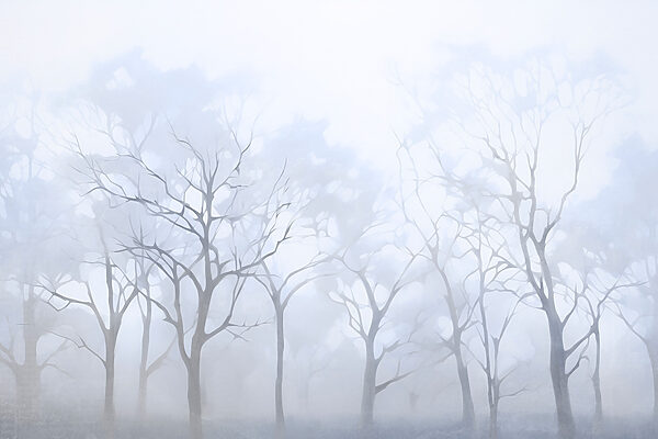 Groep bomen in mist Groep bomen in mist