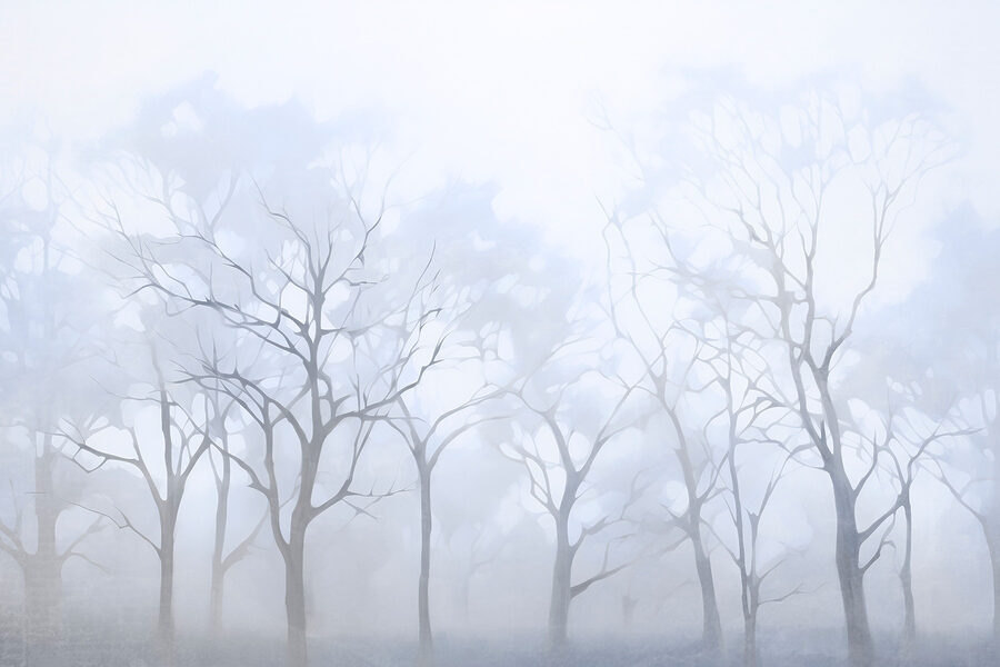 Groep bomen in mist