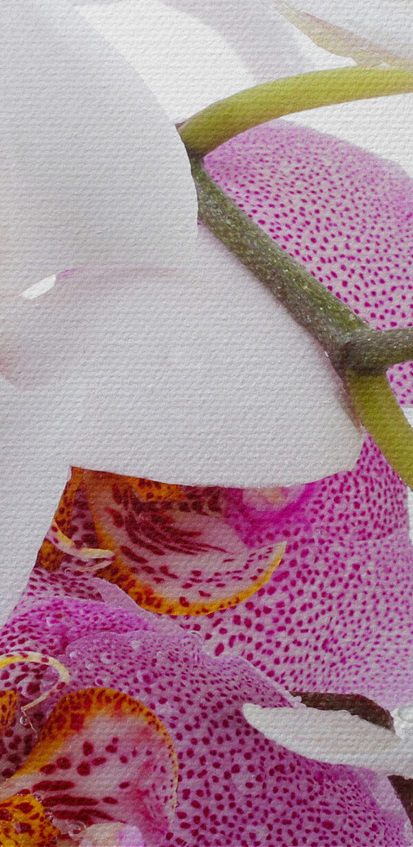 Een close-up van bloemen Een close-up van bloemen