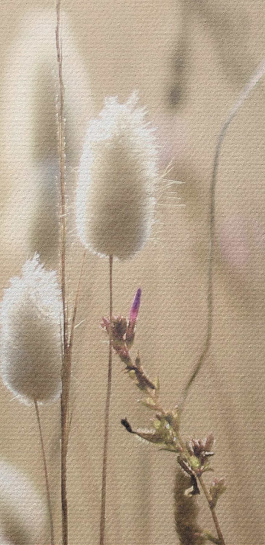 Een close-up van een plant