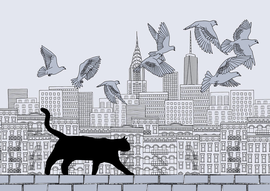 Kat loopt op een muur met vliegende vogels in de lucht