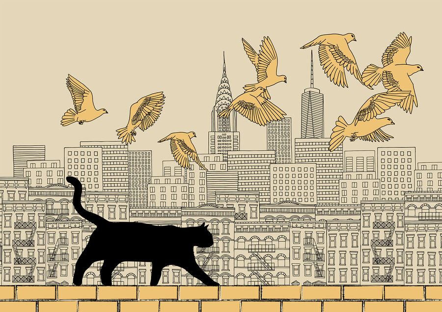 Kat loopt op een muur met vliegende vogels in de lucht Kat loopt op een muur met vliegende vogels in de lucht
