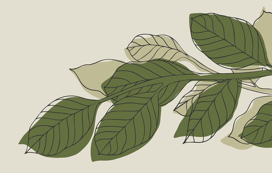 Groene bladplant met zwarte lijnen