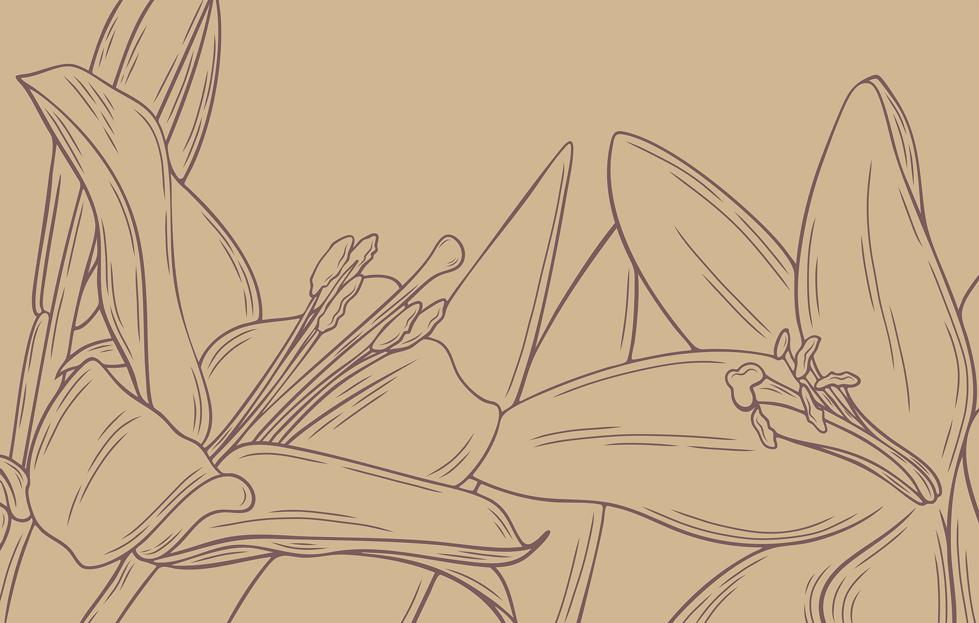 Drawing of a flower Drawing of a flower