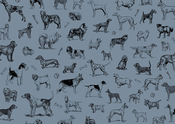 Groep honden op blauwe achtergrond t00173v1p 600x424 - Groep honden op blauwe achtergrond
