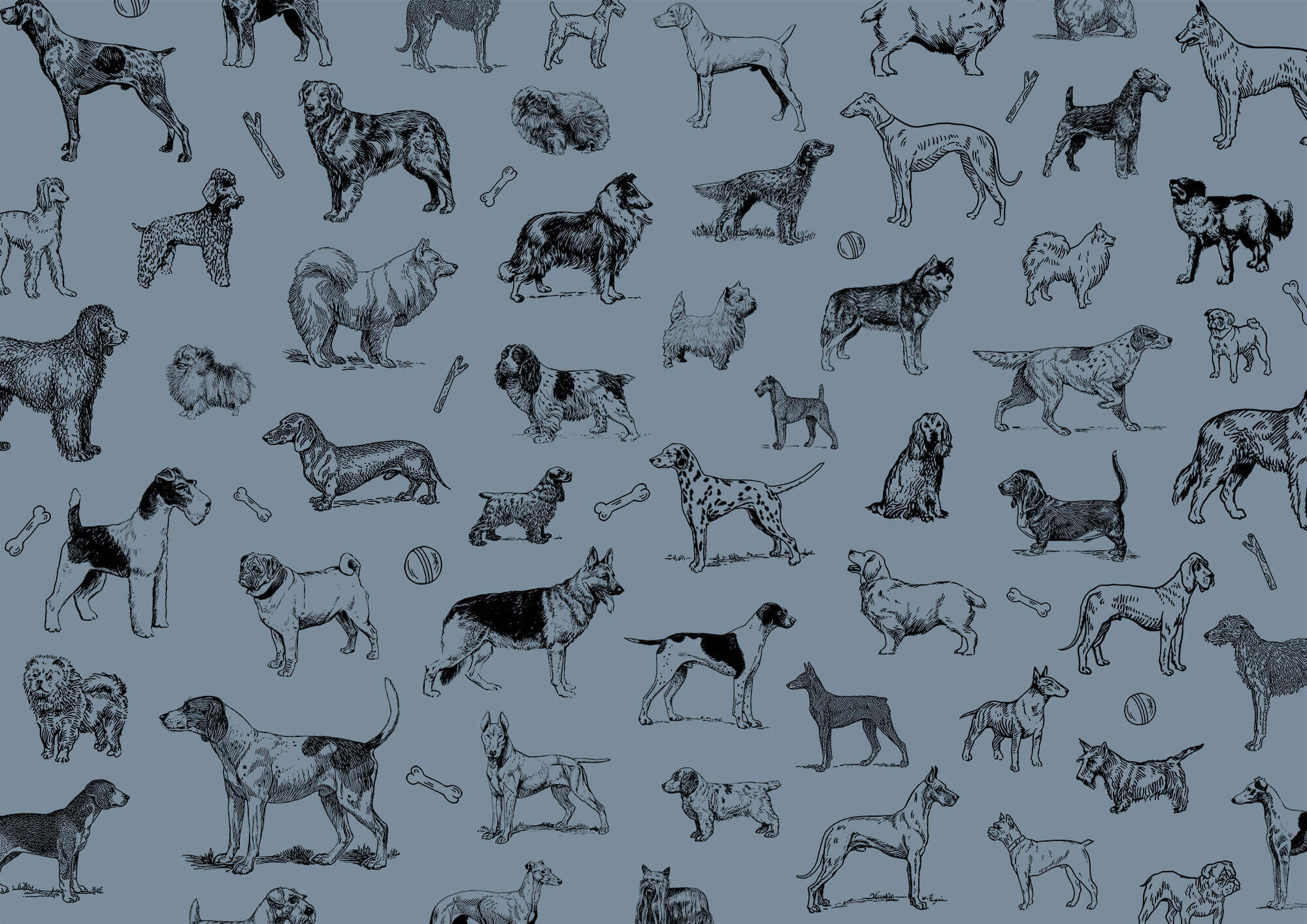 Groep honden op blauwe achtergrond t00173v1p - Groep honden op blauwe achtergrond