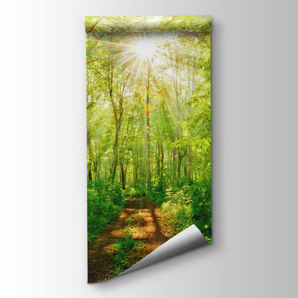 Path through a forest with trees and plants Path through a forest with trees and plants