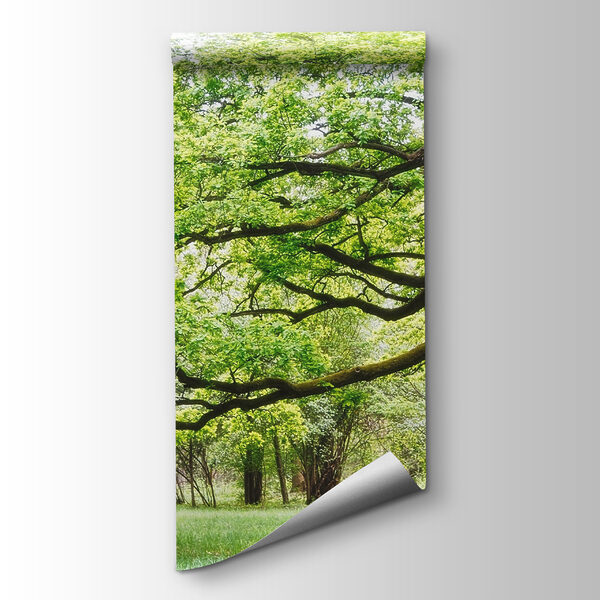 A tree with green leaves A tree with green leaves