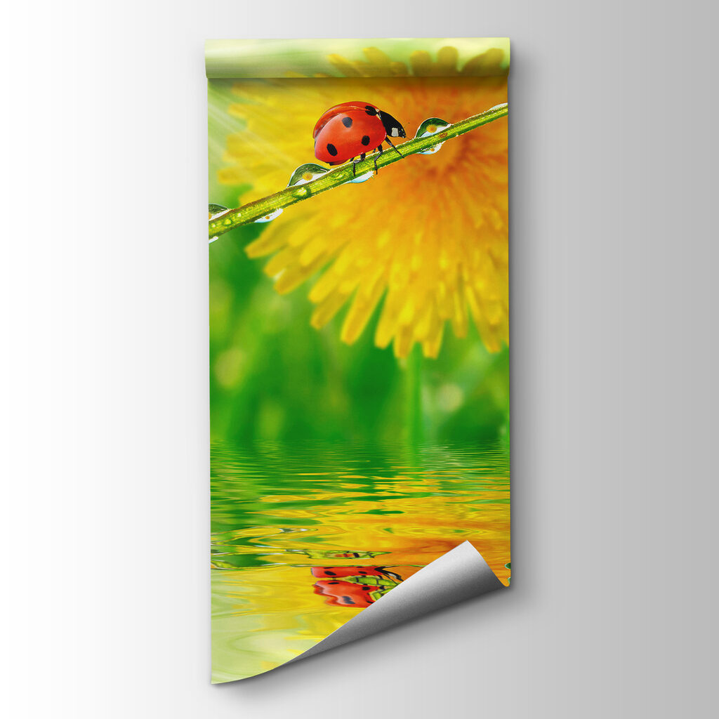 Ladybug on a blade of grass with water drops Ladybug on a blade of grass with water drops