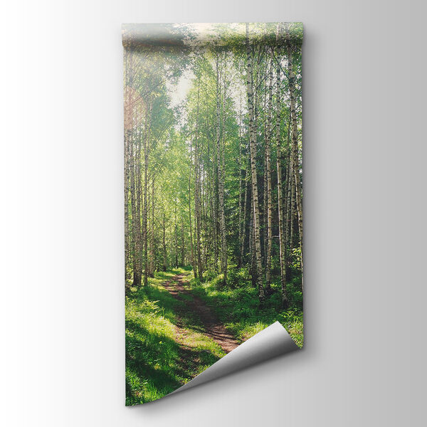 Path through a forest of trees Path through a forest of trees