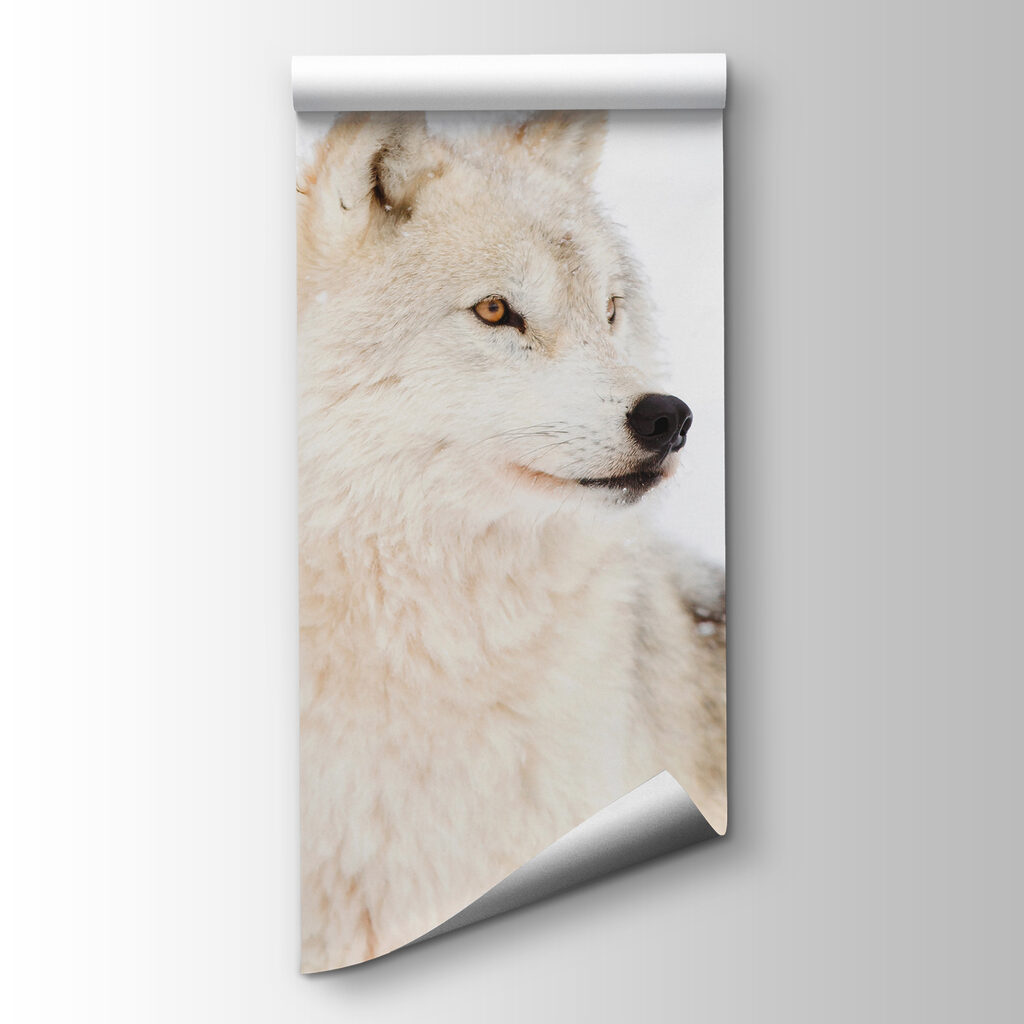 A white wolf in the snow