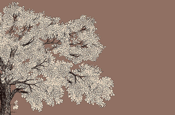 Tree with white flowers