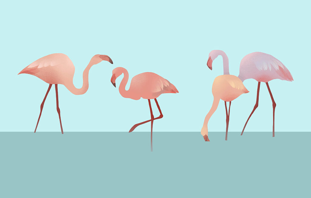 Group of flamingos standing in water Group of flamingos standing in water