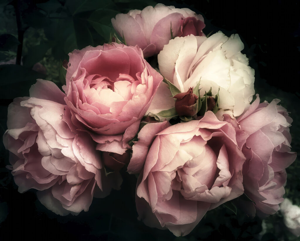 Group of pink and white roses