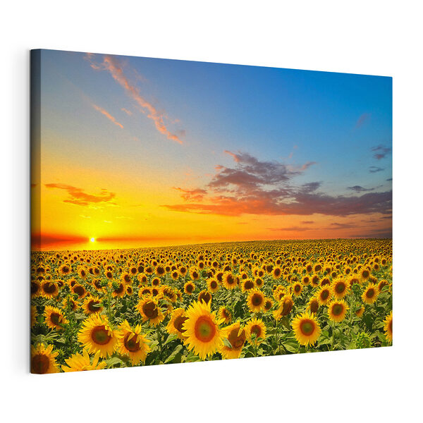 Canvas Schilderijen Een veld zonnebloemen bij zonsondergang