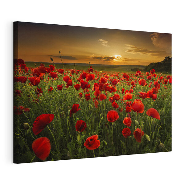Canvas Schilderijen Een veld vol rode bloemen (Artikelnummer: s05477) Canvas Schilderijen Canvas Schilderijen Een veld vol rode bloemen (Artikelnummer: s05477)