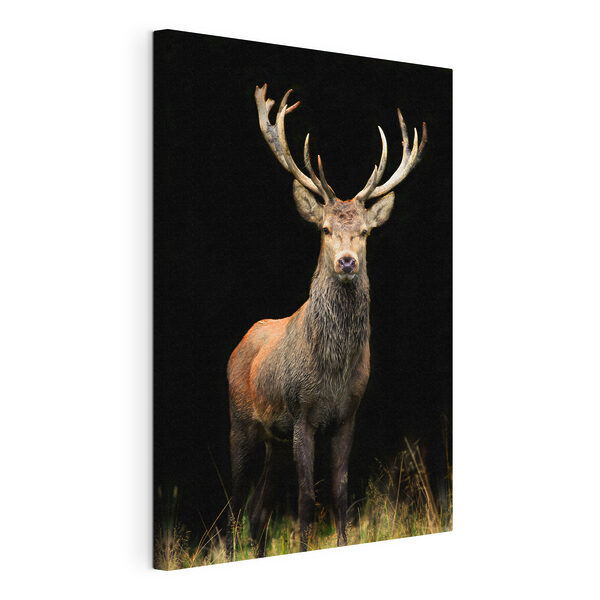 Canvas Schilderijen Een hert met gewei in het donker (Artikelnummer: s08154) Canvas Schilderijen Canvas Schilderijen Een hert met gewei in het donker (Artikelnummer: s08154)