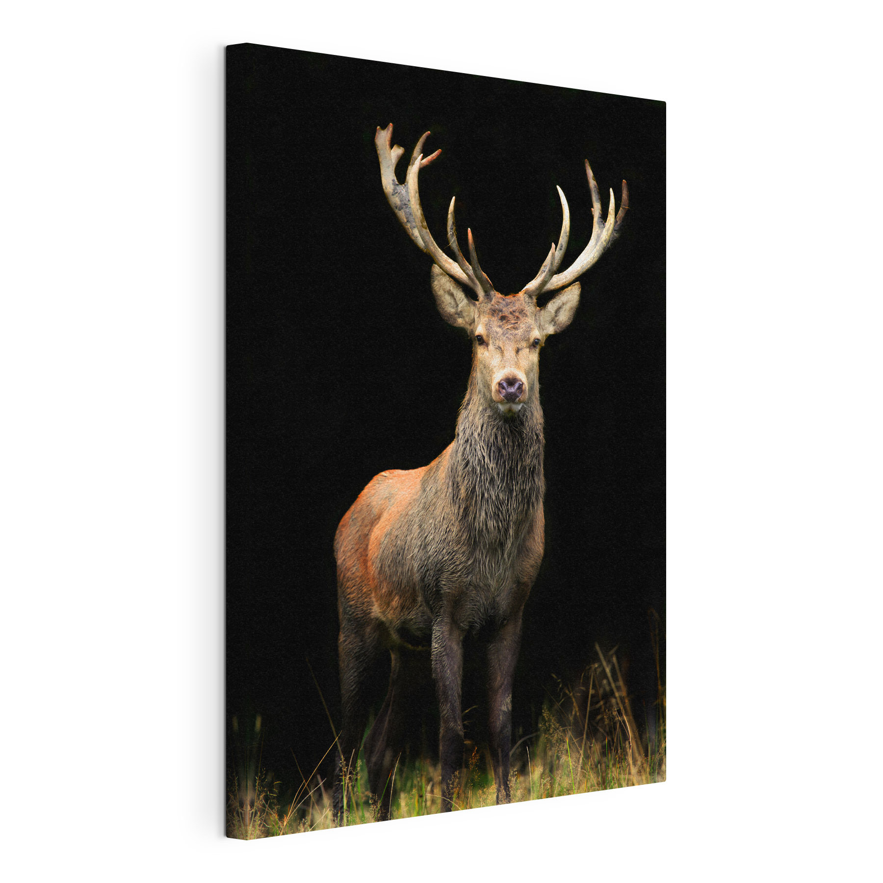 A deer with antlers standing in the dark A deer with antlers standing in the dark