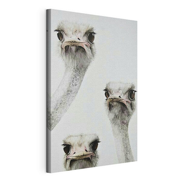 Groep struisvogels met hun hoofd omhoog Canvas Schilderijen Groep struisvogels met hun hoofd omhoog