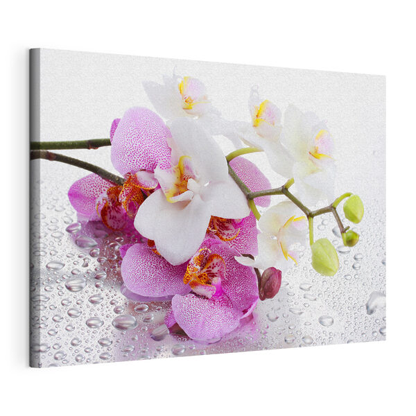 Tere orchideeën, genesteld in druppeltjes Canvas Schilderijen Tere orchideeën, genesteld in druppeltjes