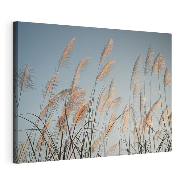 A group of tall grass A group of tall grass