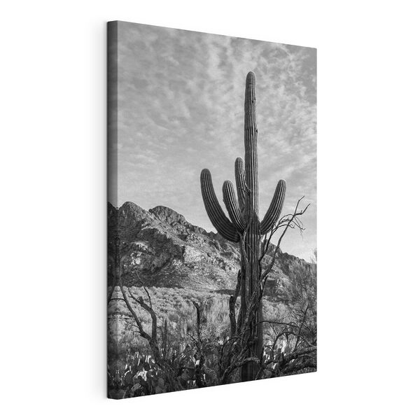 Cactussen in de woestijn Canvas Schilderijen Cactussen in de woestijn