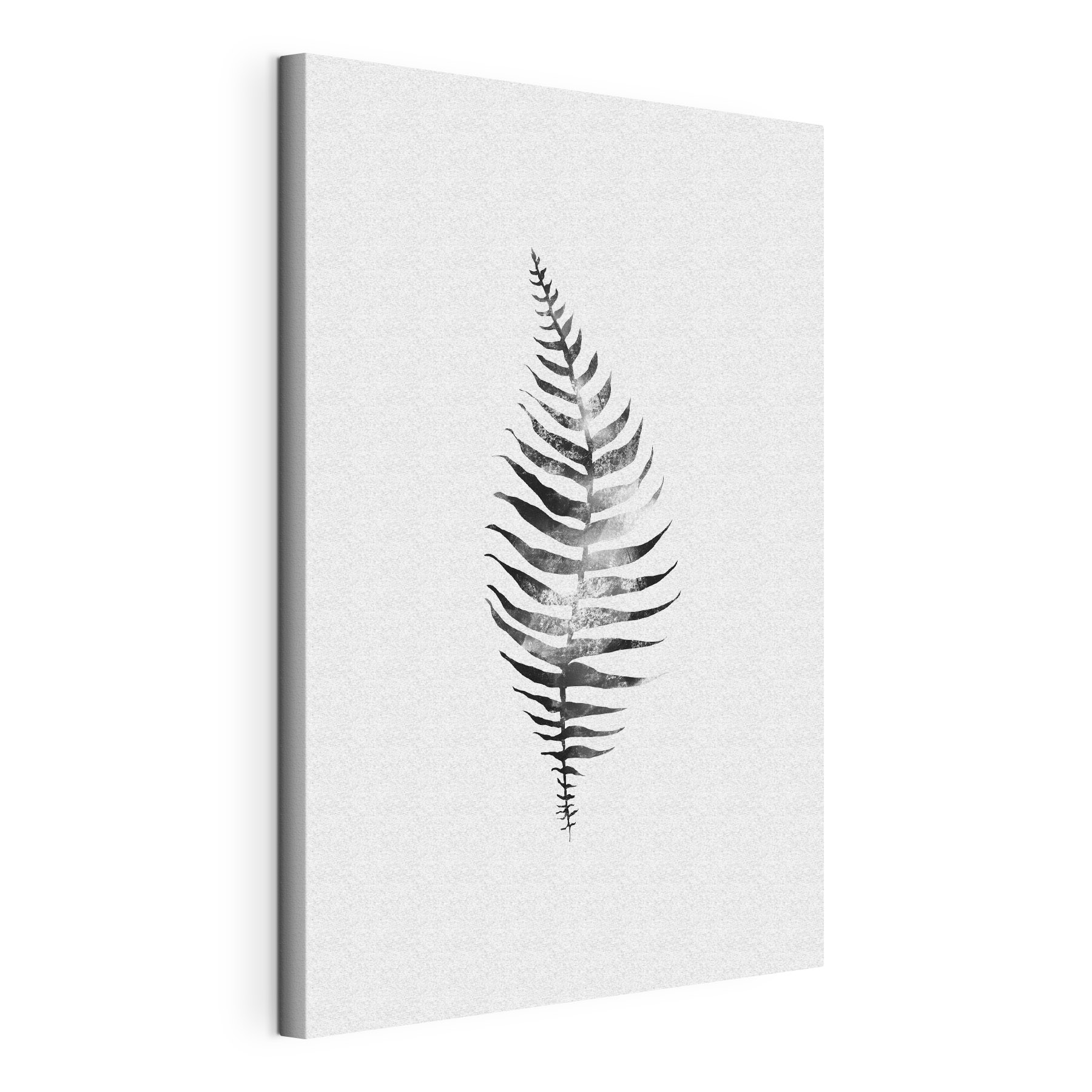A black and white image of a fern leaf
