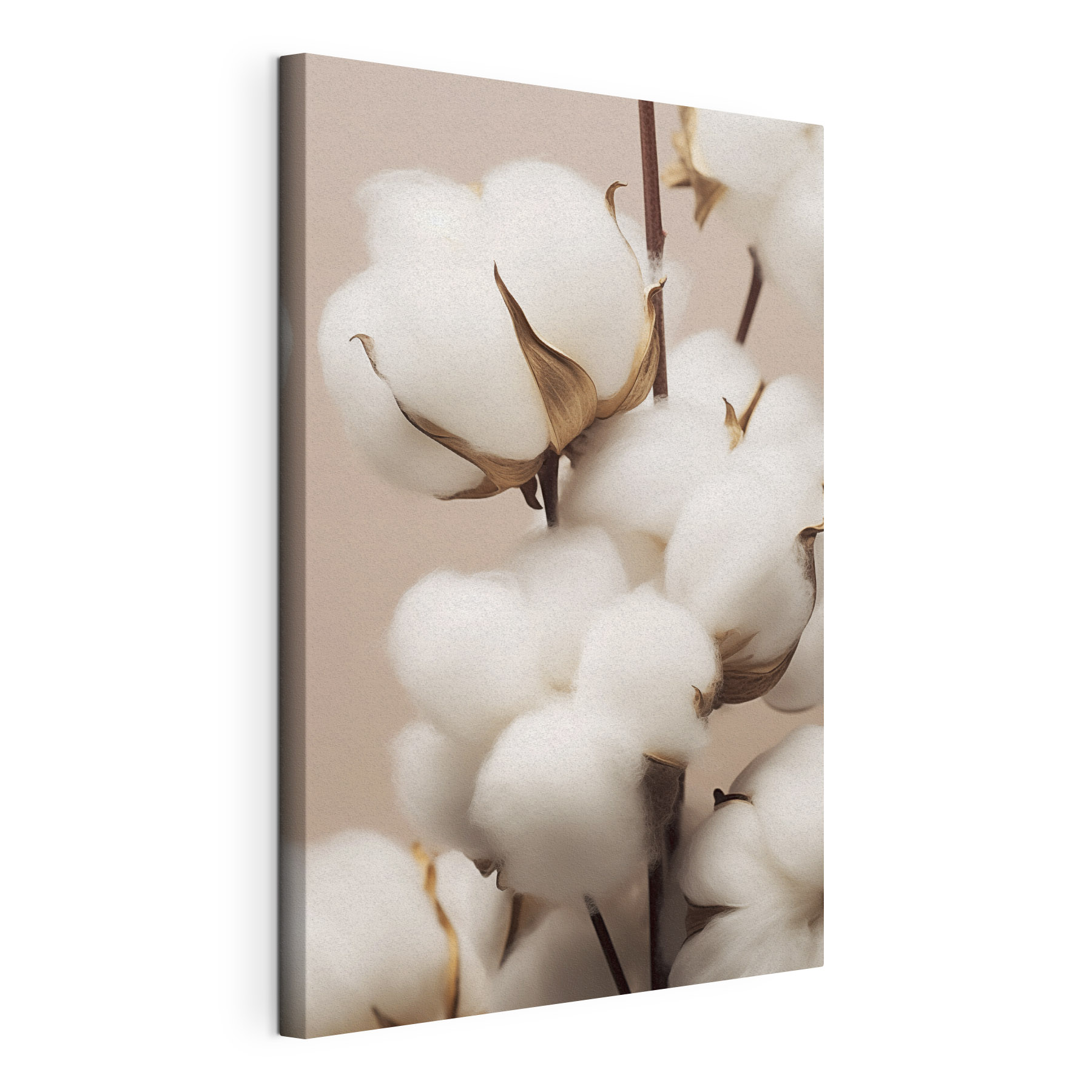 Soft cotton blooms in gentle light