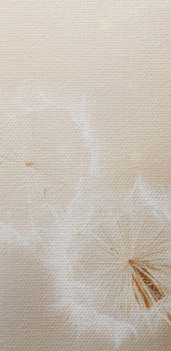 Dandelion seeds dancing in the breeze