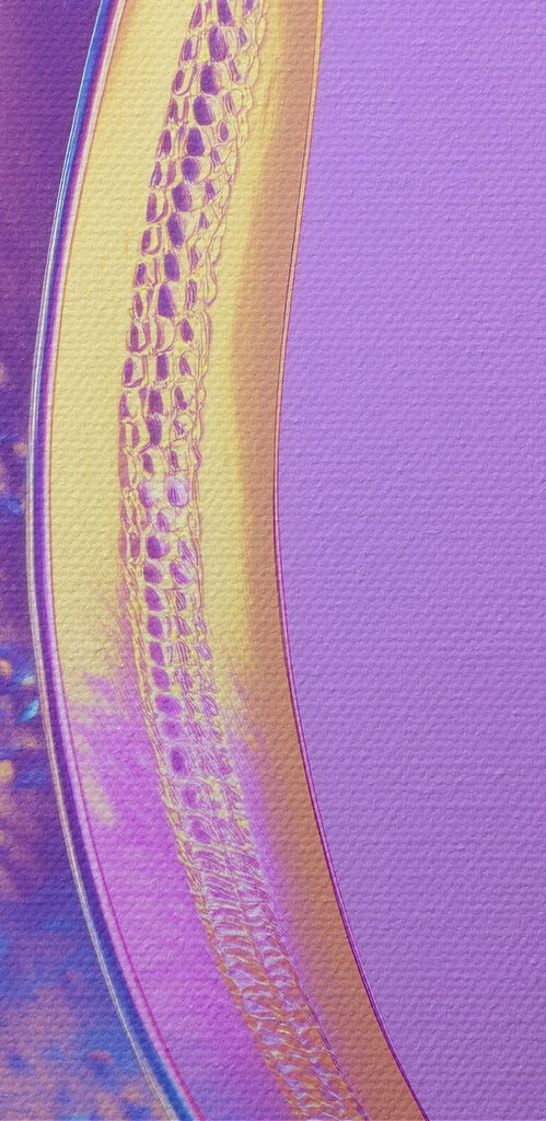 Colorful banana on a purple background