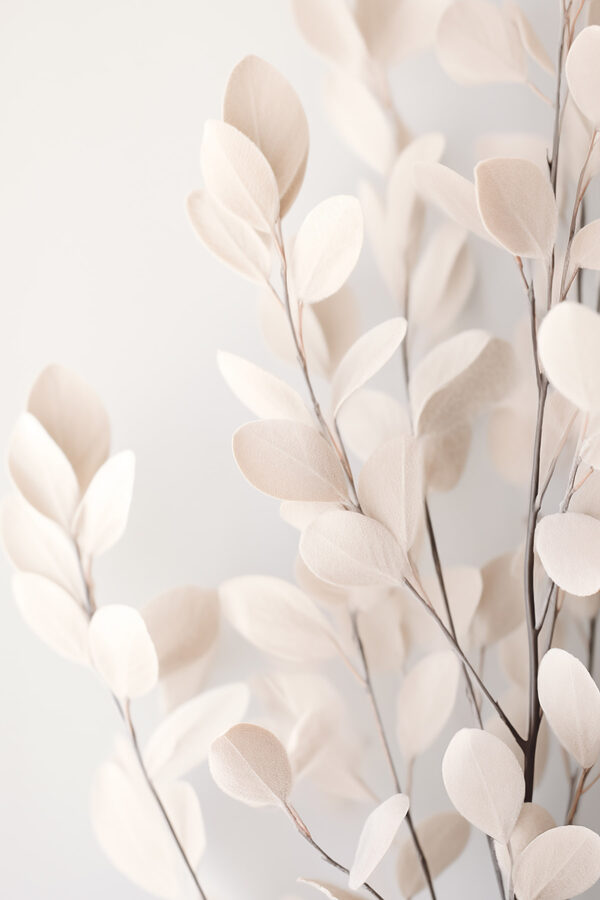 Delicate leaves against a soft background