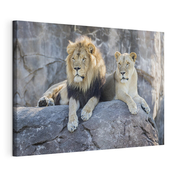 Een paar leeuwen liggend op een rots Canvas Schilderijen Een paar leeuwen liggend op een rots