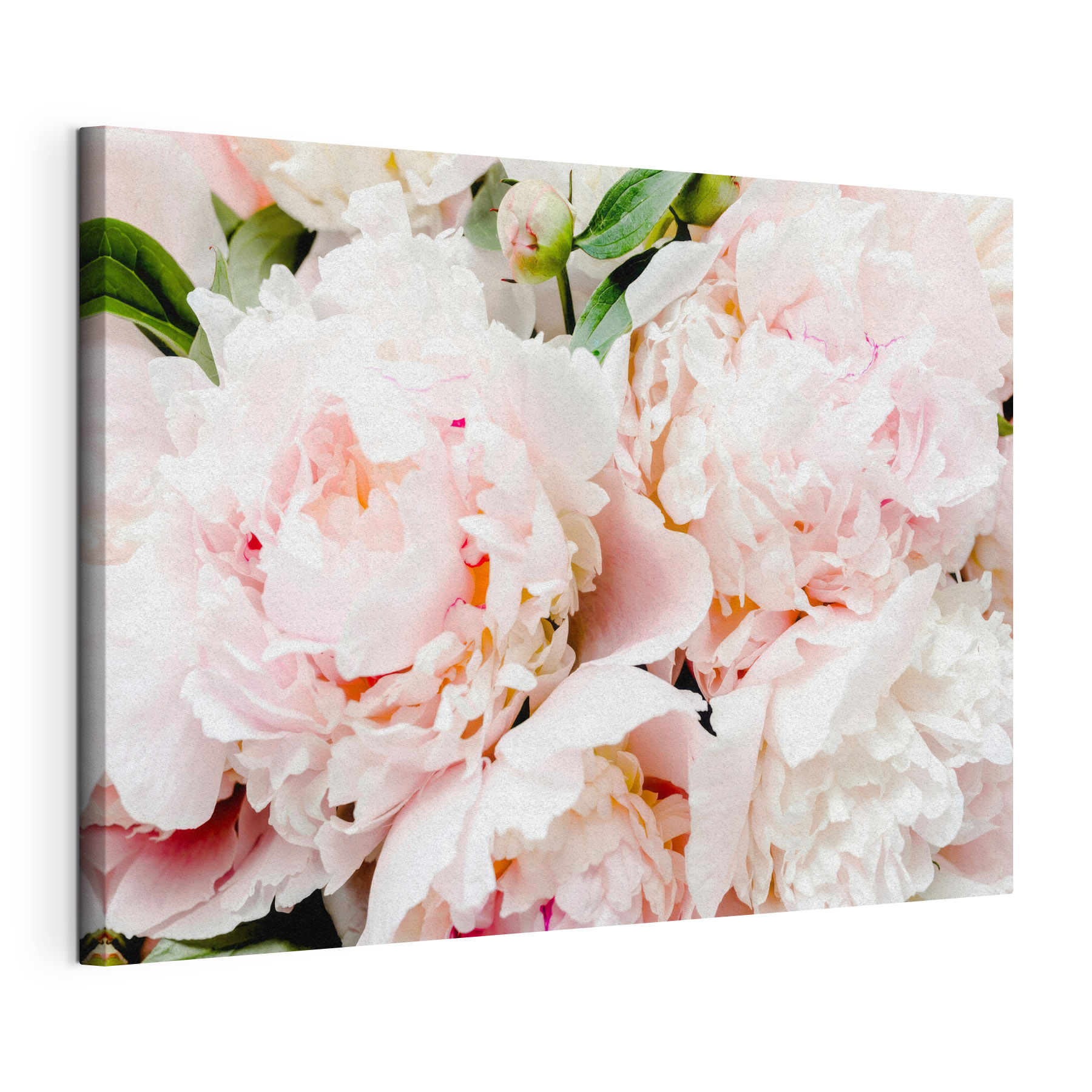 A group of pink flowers