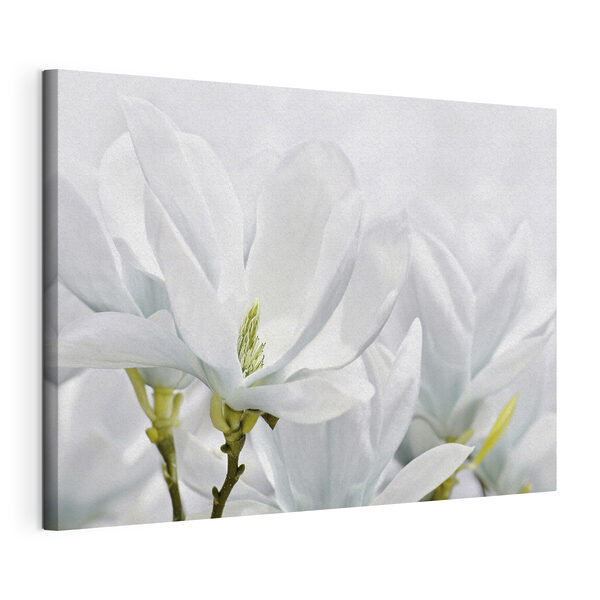 Canvas Schilderijen Close-up van witte bloemen