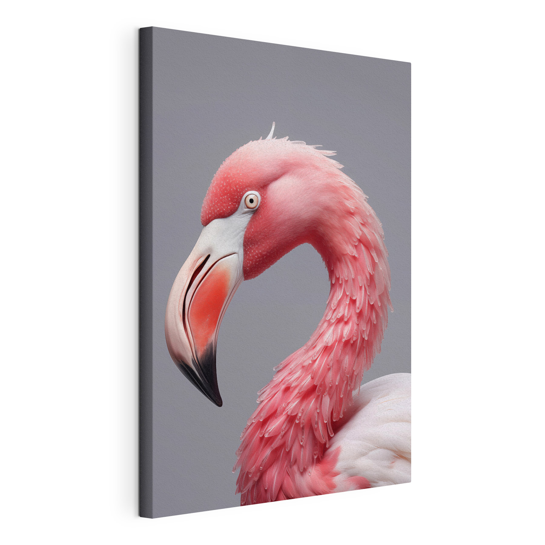 Close up of a pink flamingo Close up of a pink flamingo