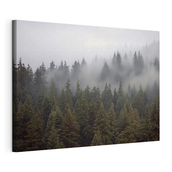 Groep bomen met mist Canvas Schilderijen Groep bomen met mist